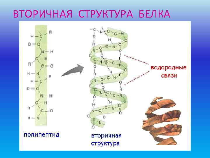 ВТОРИЧНАЯ СТРУКТУРА БЕЛКА 