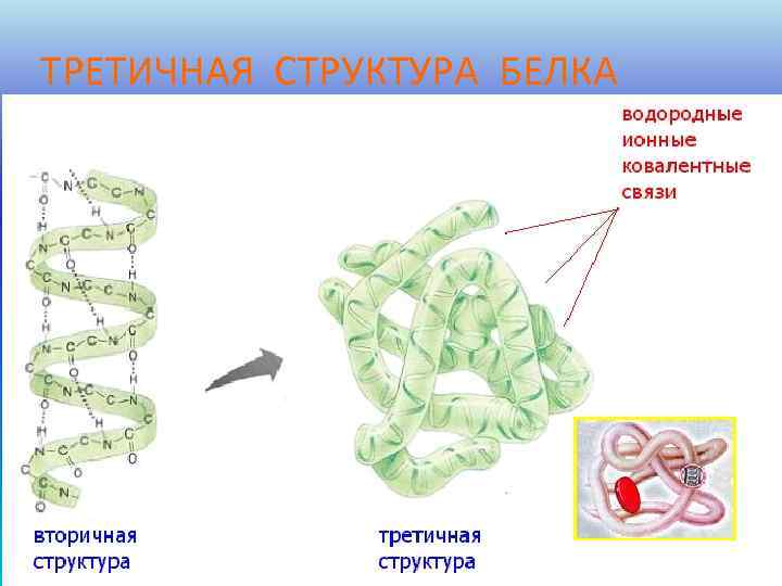 ТРЕТИЧНАЯ СТРУКТУРА БЕЛКА 