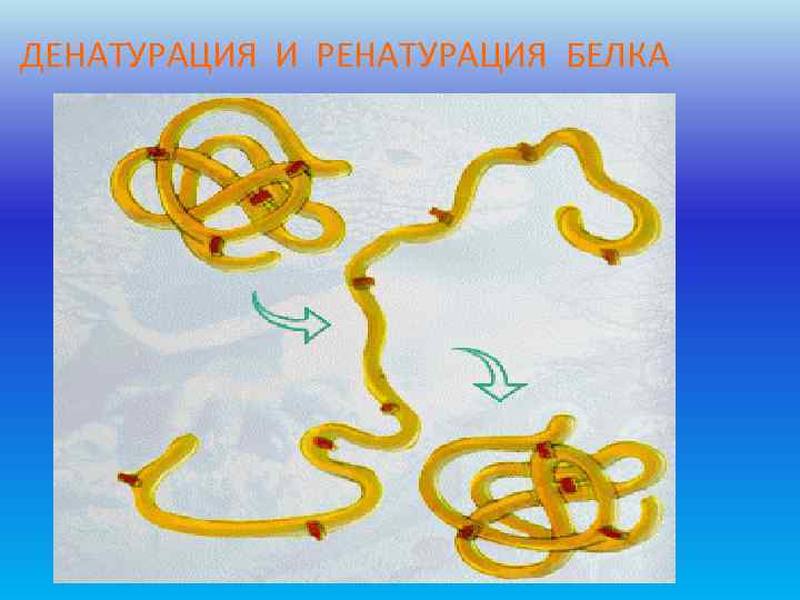 ДЕНАТУРАЦИЯ И РЕНАТУРАЦИЯ БЕЛКА 