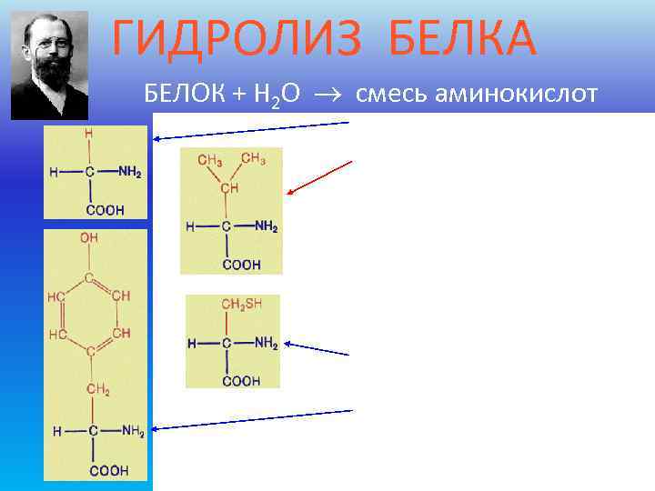 ГИДРОЛИЗ БЕЛКА БЕЛОК + H 2 O  смесь аминокислот 