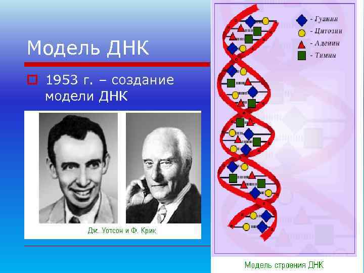 Модель ДНК o 1953 г. – создание  модели ДНК 