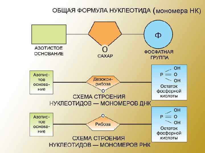 (мономера НК) 