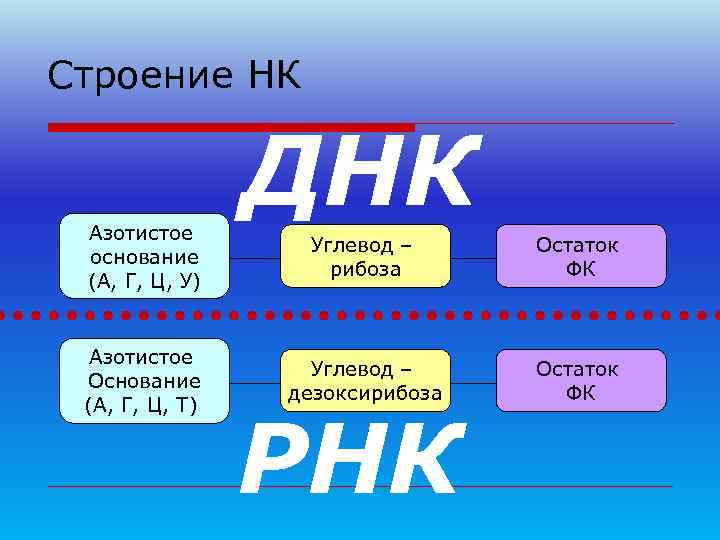 Строение НК Азотистое   ДНК   Углевод – Остаток основание  