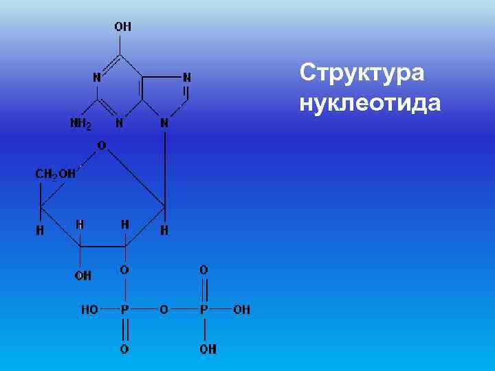 Структура нуклеотида 