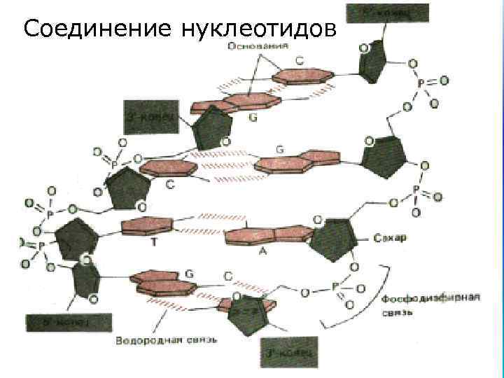 Соединение нуклеотидов 