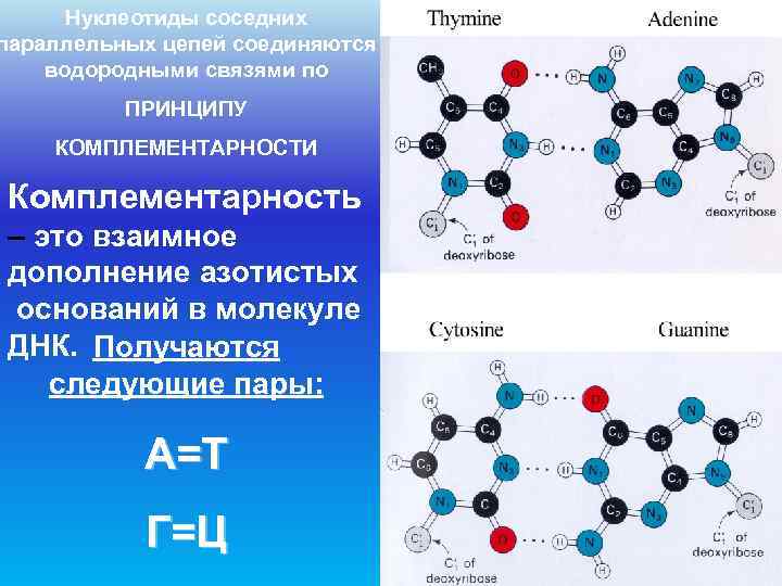  Нуклеотиды соседних параллельных цепей соединяются водородными связями по  ПРИНЦИПУ КОМПЛЕМЕНТАРНОСТИ Комплементарность –