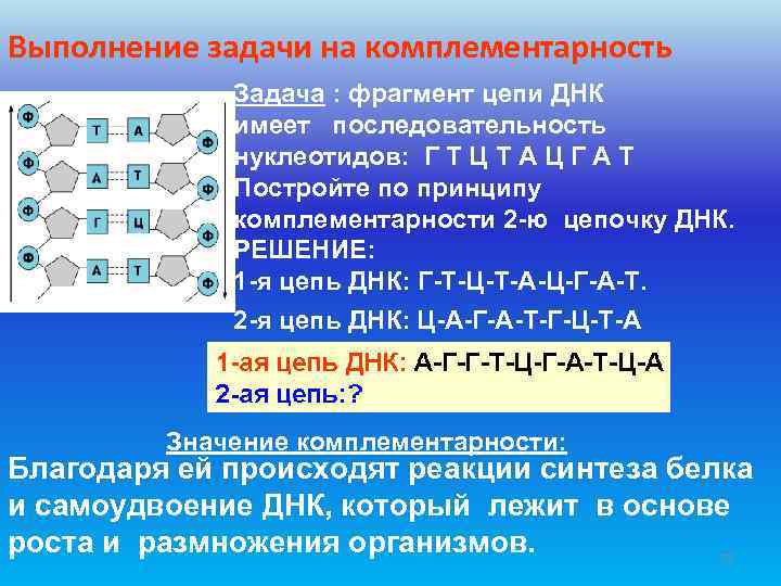 Выполнение задачи на комплементарность   Задача : фрагмент цепи ДНК   