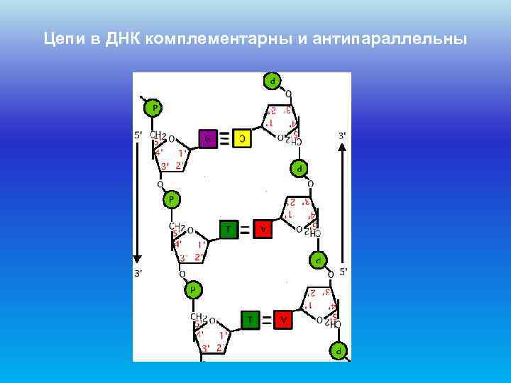 Цепи в ДНК комплементарны и антипараллельны 