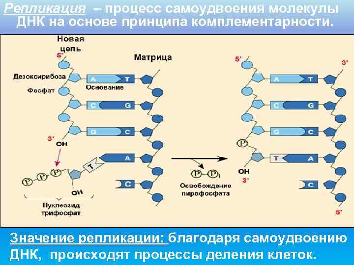 Репликация – процесс самоудвоения молекулы  ДНК на основе принципа комплементарности. Значение репликации: благодаря