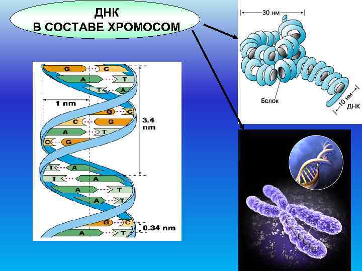    ДНК В СОСТАВЕ ХРОМОСОМ      82 
