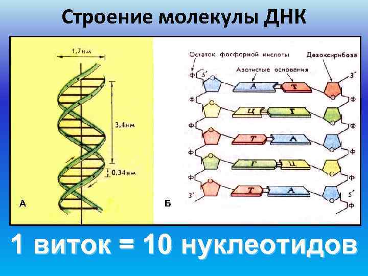   Строение молекулы ДНК А  Б 1 виток = 10 нуклеотидов 