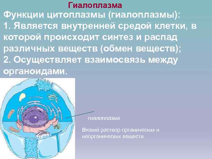    Гиалоплазма Функции цитоплазмы (гиалоплазмы): 1. Является внутренней средой клетки, в которой