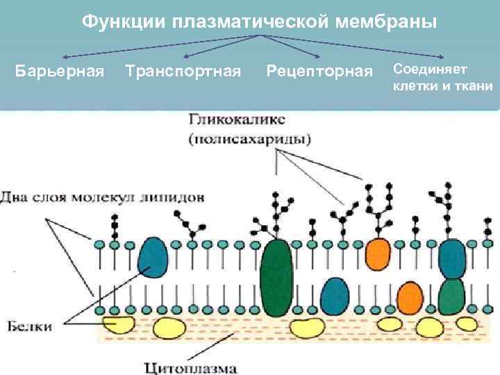  Функции плазматической мембраны Барьерная  Транспортная  Рецепторная  Соединяет   