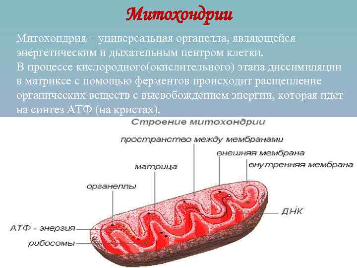    Митохондрии Митохондрия – универсальная органелла, являющейся энергетическим и дыхательным центром