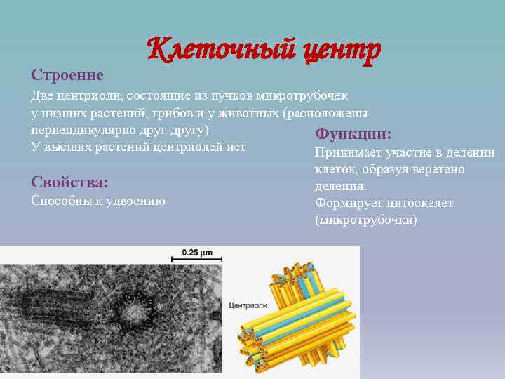 Клеточный центр строение. Клеточный центр микротрубочки строение и функции. Центриоли клеточного центра функции. Центриоли клеточного центра у грибов. Органоид клеточный центр строение и функции.