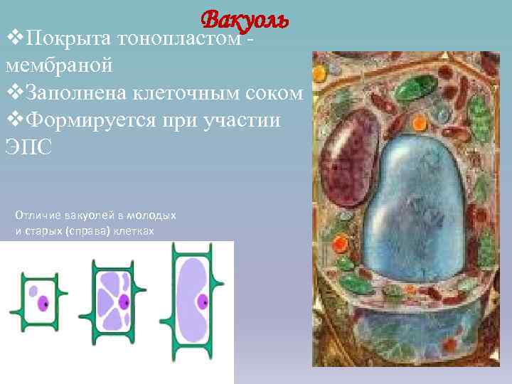      Вакуоль v. Покрыта тонопластом - мембраной v. Заполнена клеточным