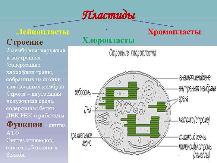     Пластиды  Лейкопласты    Хромопласты Строение  