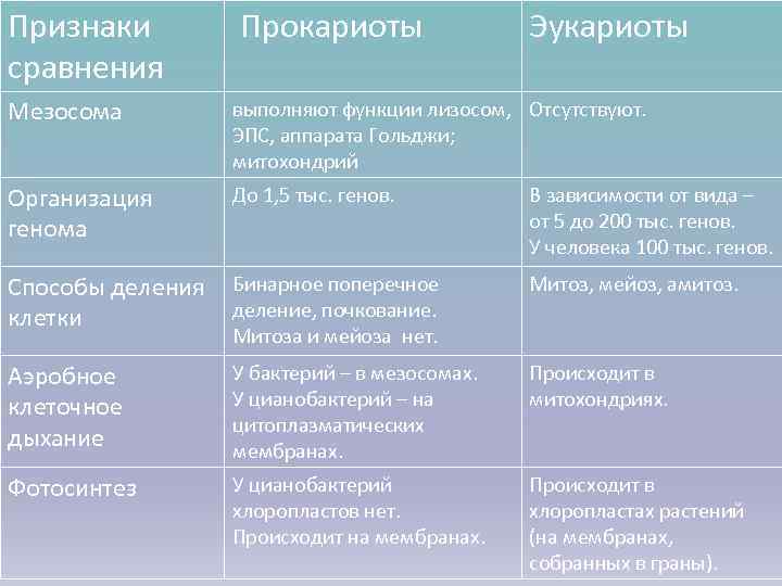 Прокариоты и эукариоты определение