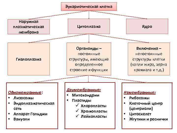     Эукариотическая клетка  Наружная  плазматическая  Цитоплазма  