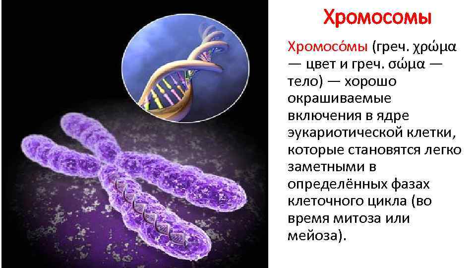 Хромосомы Хромосо мы (греч. χρώμα — цвет и греч. σώμα — тело) Хромосомы Хромосо мы (греч. χρώμα — цвет и греч. σώμα — тело)
