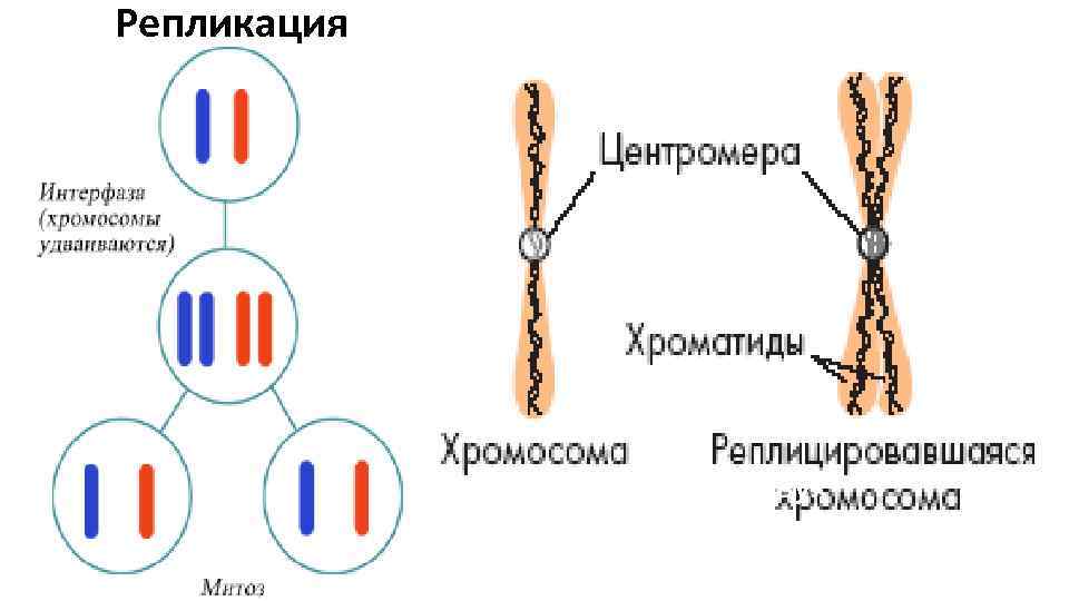 Интерфаза молекулы днк. Удвоение хромосом. Хромосома состоит из. Хромосома до удвоения. Удвоенные хромосомы состоят из хроматид.