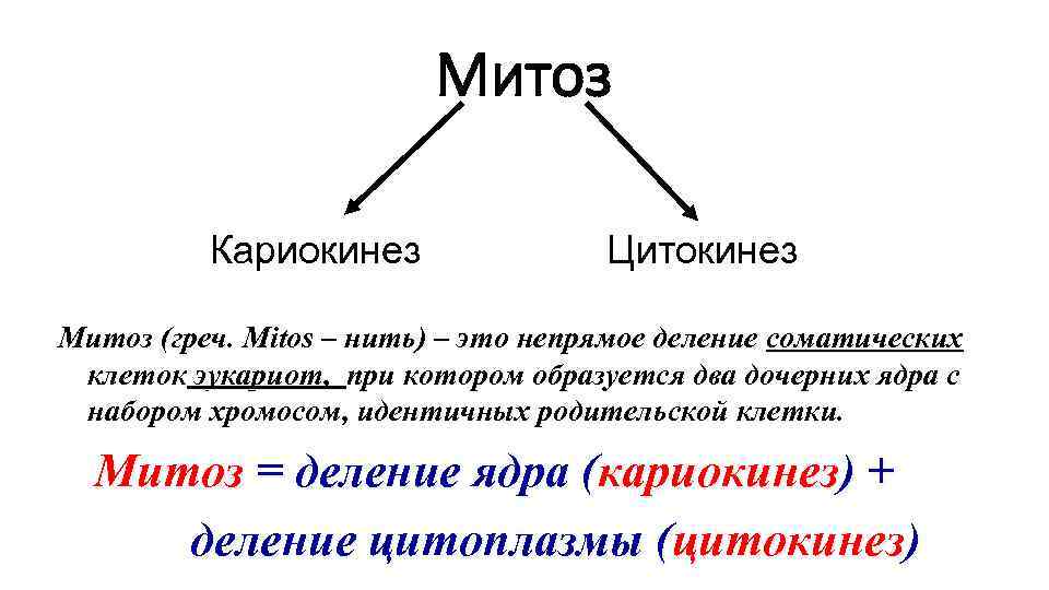 Митоз Кариокинез Цитокинез Митоз (греч. Mitos Митоз Кариокинез Цитокинез Митоз (греч. Mitos