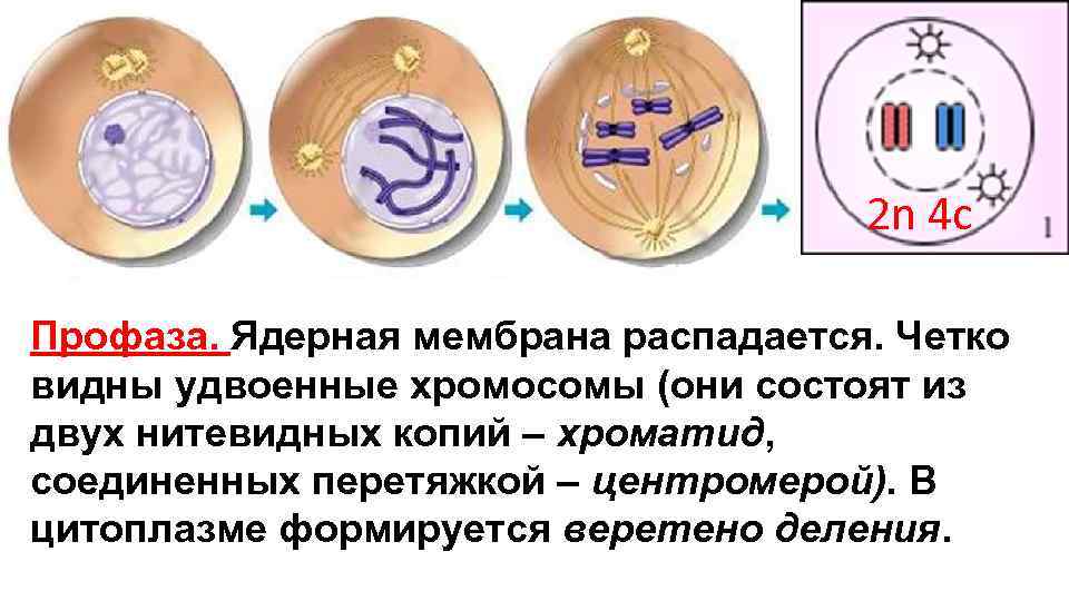 2 n 4 с Профаза. Ядерная мембрана 2 n 4 с Профаза. Ядерная мембрана