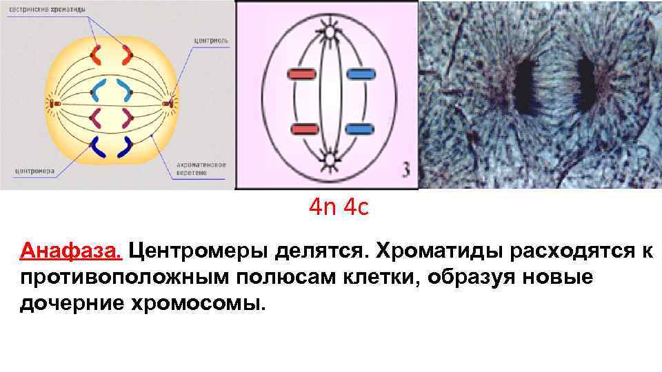 4 n 4 с Анафаза. Центромеры делятся. Хроматиды расходятся к 4 n 4 с Анафаза. Центромеры делятся. Хроматиды расходятся к