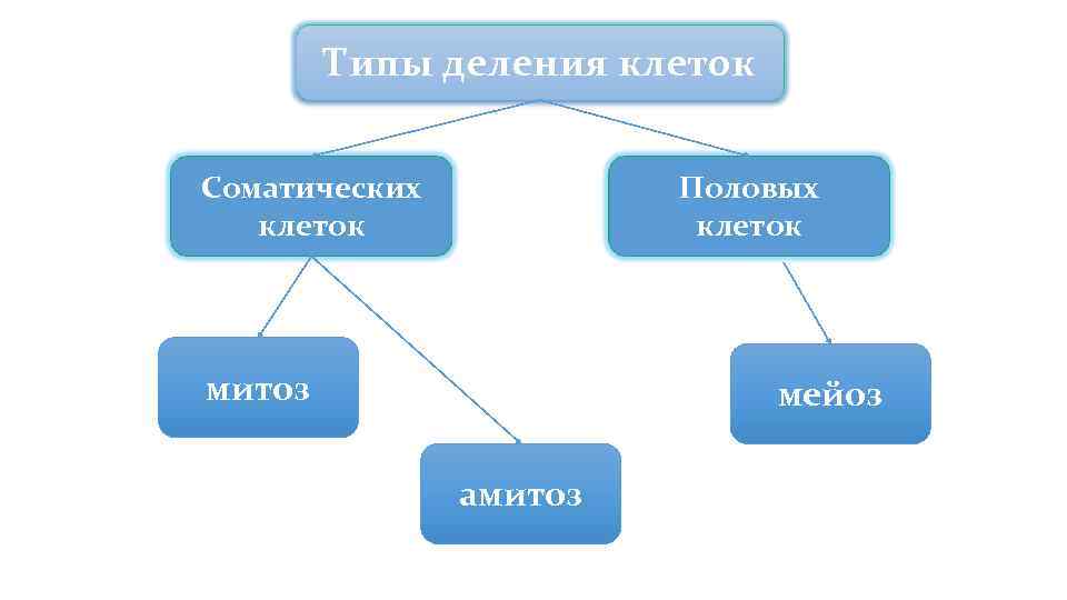 Типы деления клеток Соматических Половых клеток митоз Типы деления клеток Соматических Половых клеток митоз