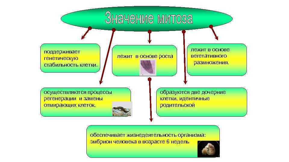 План что лежит в основе роста организмов