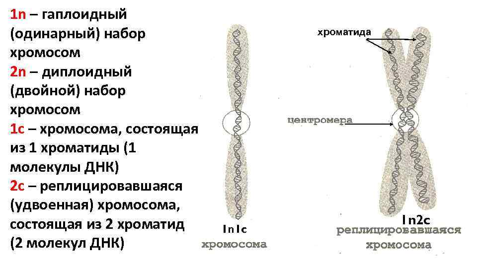 Хромосомы состоят из хроматид. Гаплоидный набор двухроматидных хромосом. Гаплоидный набор хромосом строение. Хросомоса из 2 хроматид. Однохроматидная хромосома строение.