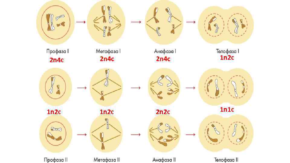 2 n 4 c 1 n 2 c 2 n 2 2 n 4 c 1 n 2 c 2 n 2