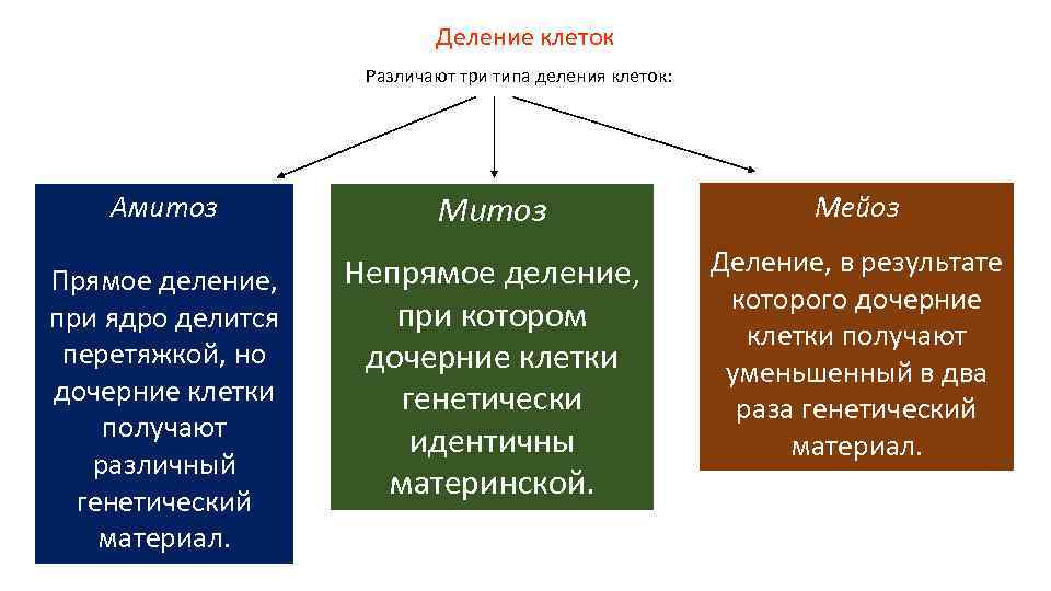 Деление клеток Различают три Деление клеток Различают три