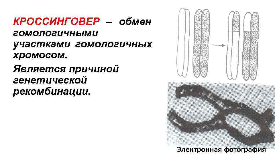 КРОССИНГОВЕР – обмен гомологичными участками гомологичных хромосом. Является причиной генетической рекомбинации. КРОССИНГОВЕР – обмен гомологичными участками гомологичных хромосом. Является причиной генетической рекомбинации.