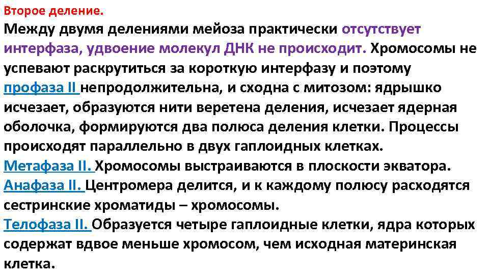 Второе деление. Между двумя делениями мейоза практически отсутствует интерфаза, удвоение молекул ДНК не происходит. Второе деление. Между двумя делениями мейоза практически отсутствует интерфаза, удвоение молекул ДНК не происходит.