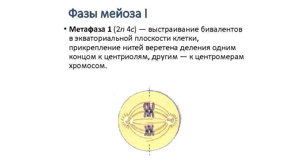 Метафаза мейоза. Фазы мейоза метафаза 1. Метафаза мейоза 1 и 2. Фаза метафаза 2. Метафаза мейоза 2 формула.