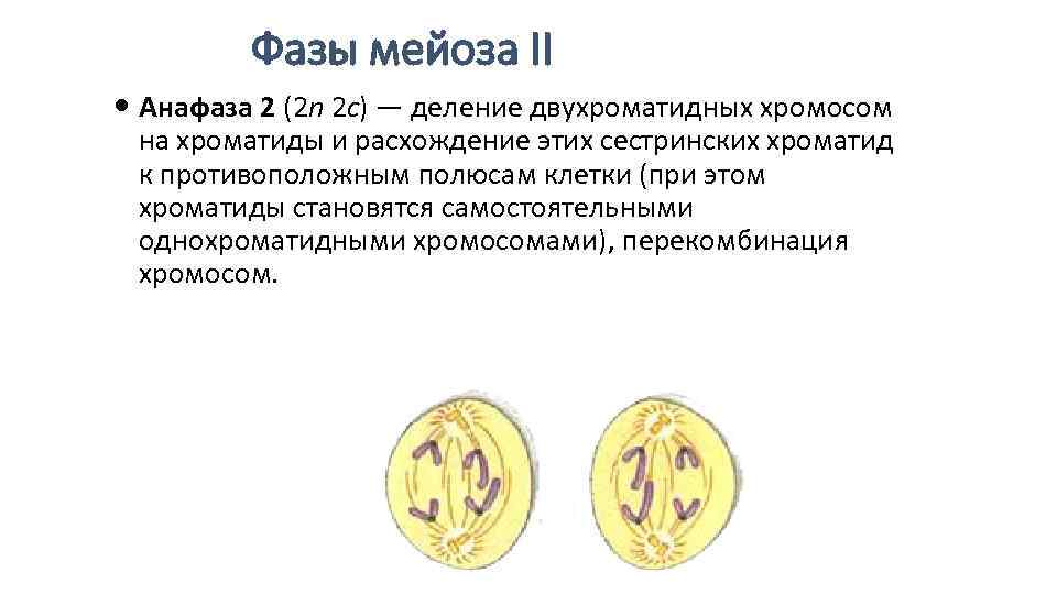 Фазы мейоза II Анафаза 2 (2 n 2 с) — Фазы мейоза II Анафаза 2 (2 n 2 с) —