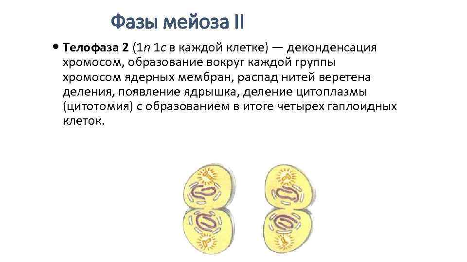 Фазы мейоза II Телофаза 2 (1 n 1 c в Фазы мейоза II Телофаза 2 (1 n 1 c в