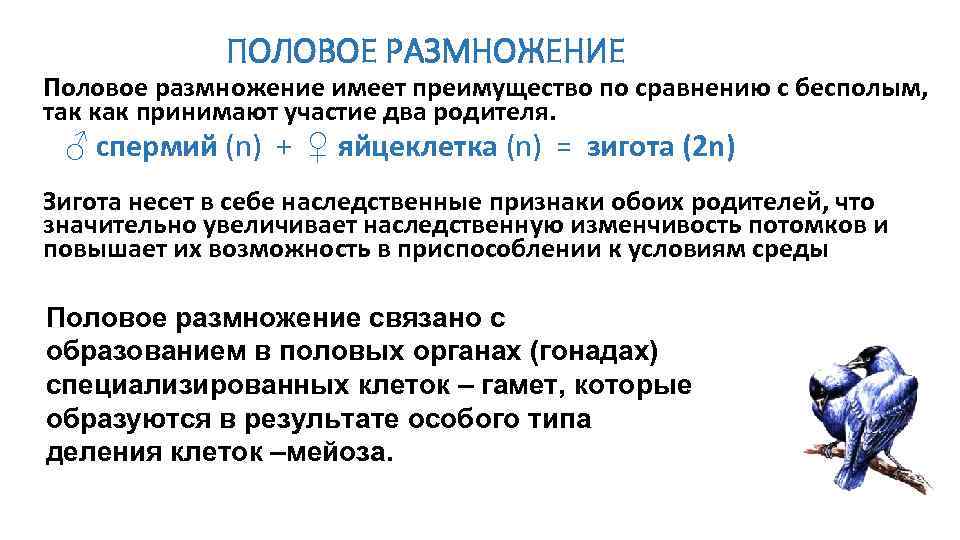 ПОЛОВОЕ РАЗМНОЖЕНИЕ Половое размножение имеет преимущество по сравнению с бесполым, ПОЛОВОЕ РАЗМНОЖЕНИЕ Половое размножение имеет преимущество по сравнению с бесполым,