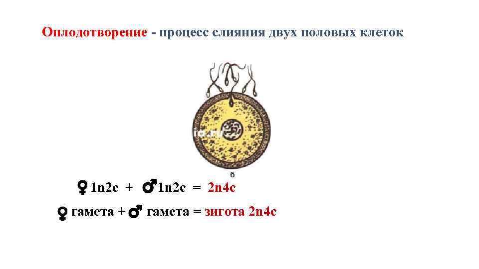 Оплодотворение - процесс слияния двух половых клеток 1 n 2 с + Оплодотворение - процесс слияния двух половых клеток 1 n 2 с +