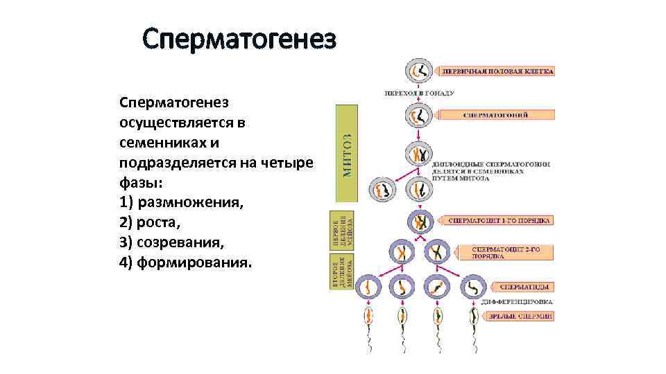 4 этапа сперматогенеза. Название этапов сперматогенеза. Период сперматогенез оогенез таблица. Фаза созревания сперматогенеза. Сперматогенез фаза роста микроскоп.