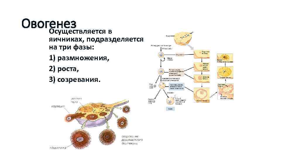 Овогенез Осуществляется в яичниках, подразделяется на три фазы: 1) размножения, Овогенез Осуществляется в яичниках, подразделяется на три фазы: 1) размножения,