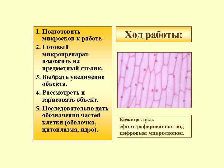 1. Подготовить  микроскоп к работе. Ход работы: 2. Готовый  микропрепарат  положить
