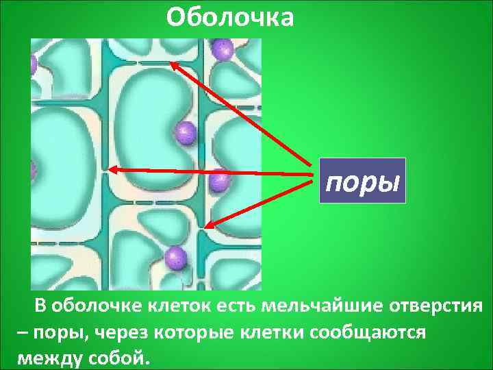    Оболочка      поры В оболочке клеток есть