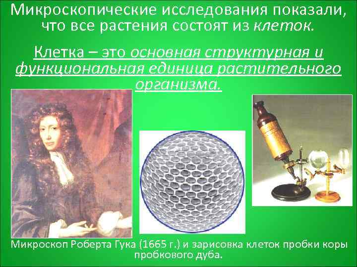 Микроскопические исследования показали, что все растения состоят из клеток.  Клетка – это основная