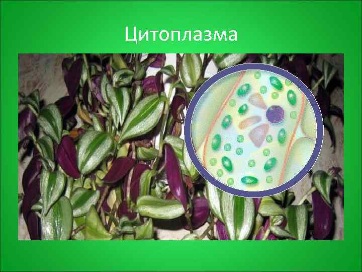 Цитоплазма 