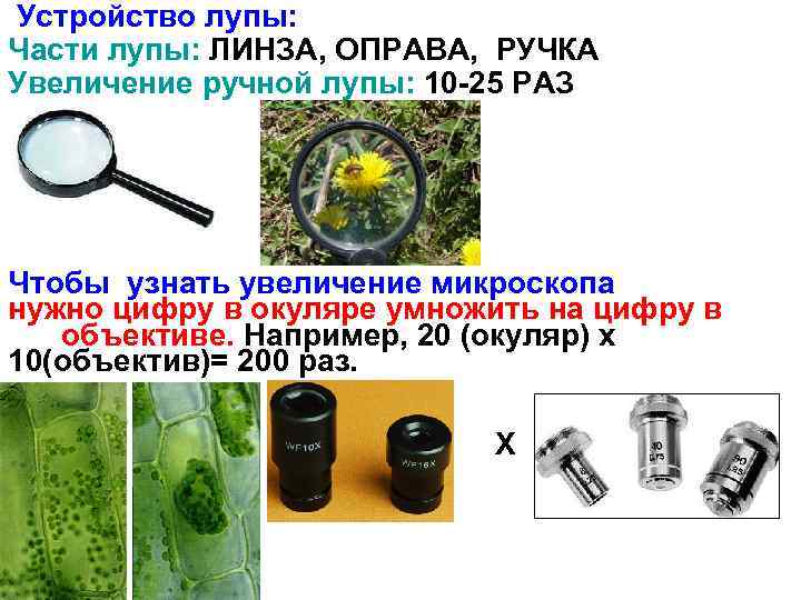 Устройство лупы: Части лупы: ЛИНЗА, ОПРАВА, РУЧКА Увеличение ручной лупы: 10 -25 РАЗ Чтобы