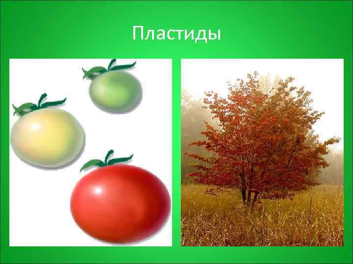 Пластиды 