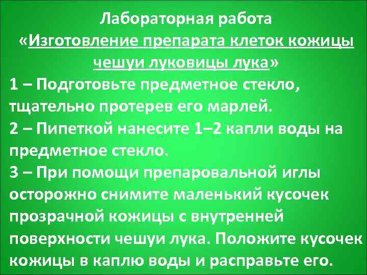   Лабораторная работа  «Изготовление препарата клеток кожицы  чешуи луковицы лука» 1