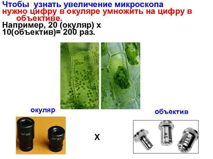 Чтобы узнать увеличение микроскопа нужно цифру в окуляре умножить на цифру в  объективе.